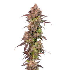 Gas Face Auto, Фасовка: 10